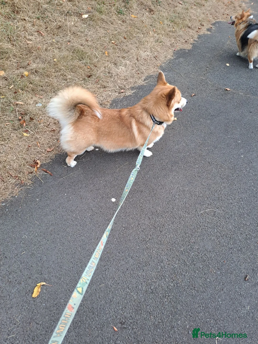 Welsh Corgi Pembroke dogs for stud: Health Tested Pembroke Corgi  in Cardiff - Advert 4