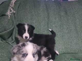 Mixed Breed dogs Beautiful lavender Merle border collie puppies - Advert 6