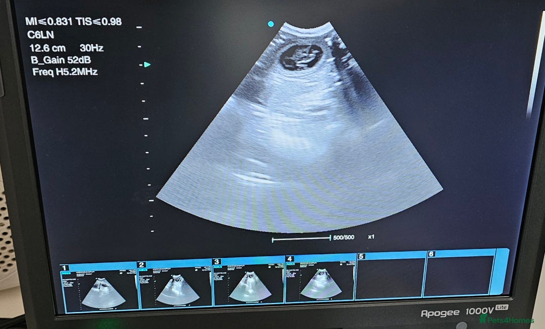 Miniature Dachshund dogs for stud: ⭐️KING PIRI (BLUE AND TAN) KC REG PROVEN Stud⭐️ in Bromley - Advert 2