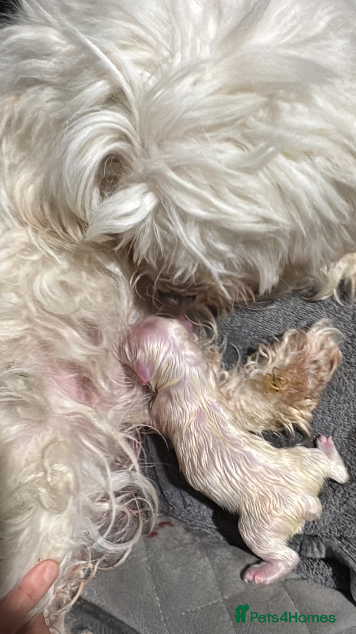 Maltese dogs Adorable Female Puppy for Sale!!! - Advert 2