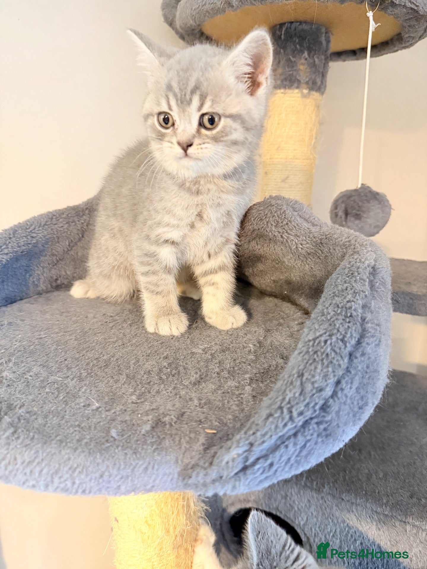 British Shorthair cats British Shorthair  - Advert 2