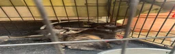 Mixed Breed cats for sale: Two kittens for sale - Advert 7