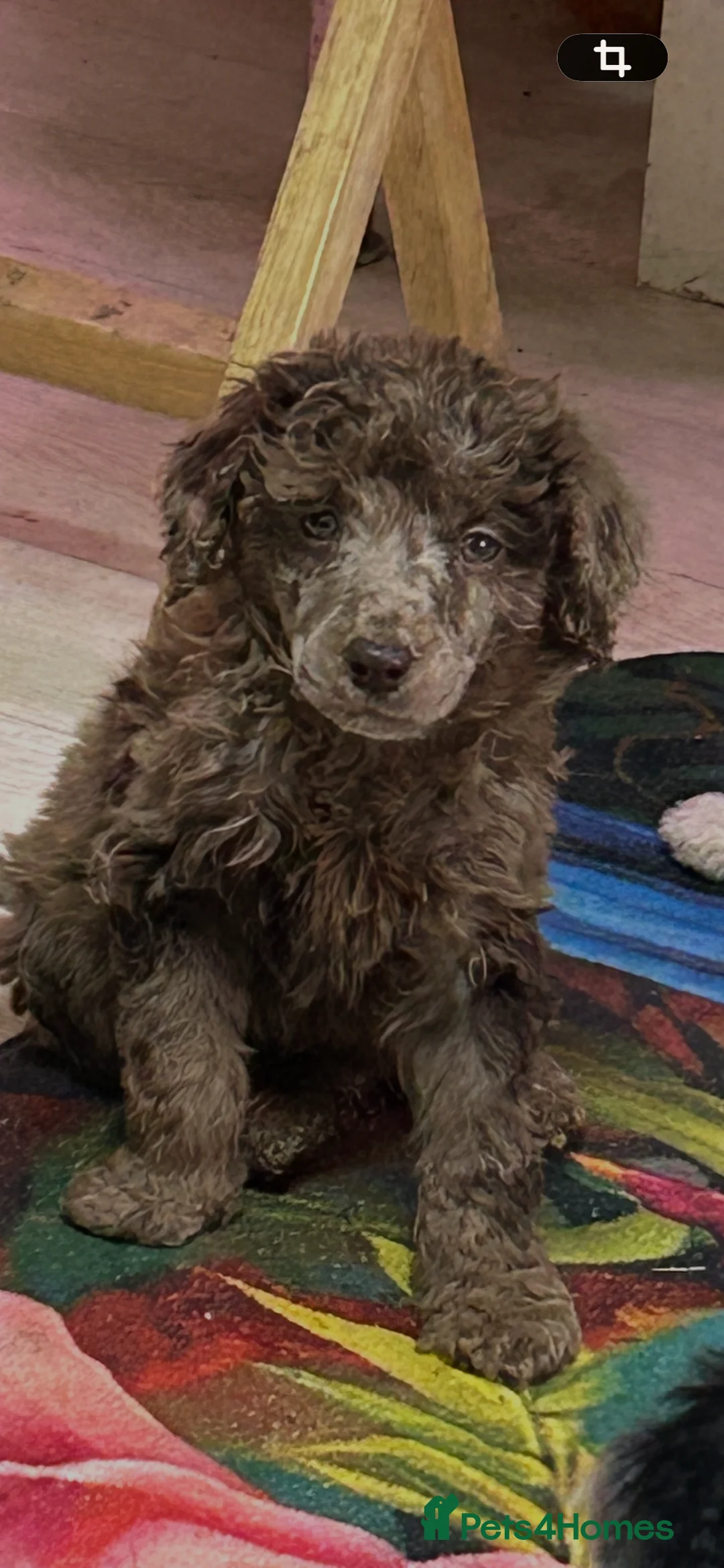 Mixed Breed dogs for sale: Poodle moyen  - Advert 2