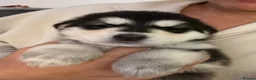 Mixed Breed dogs for stud: German Shepherd/Alaskan Malamute Isabella Coat - Advert 6