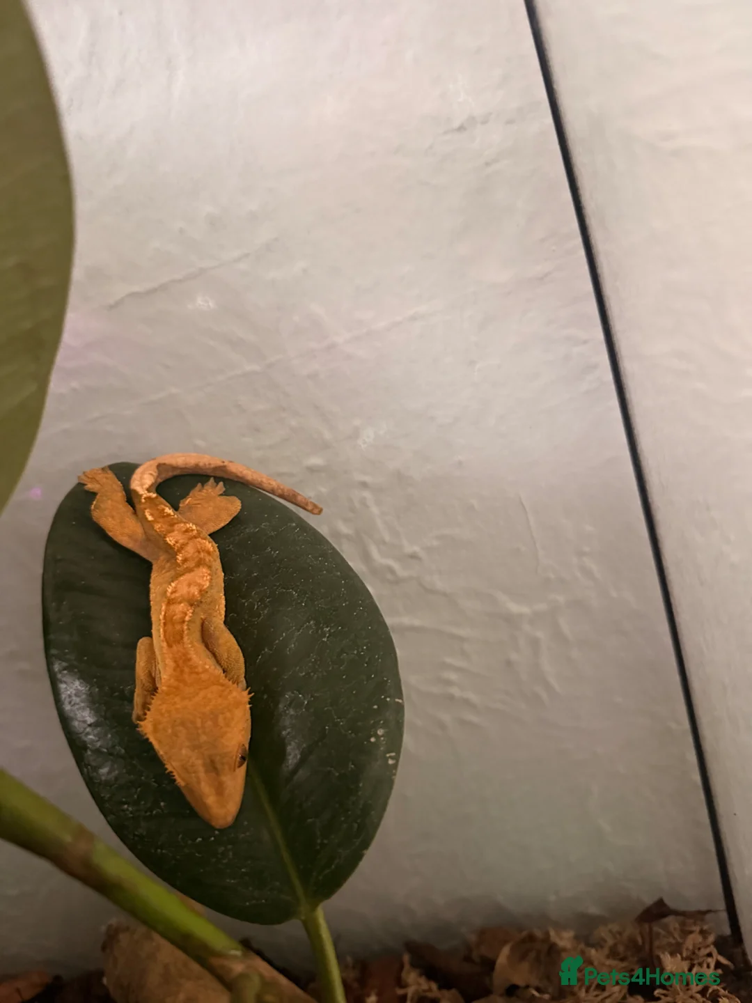 Gecko reptiles for sale: Crested gecko  in Brighton - Advert 2