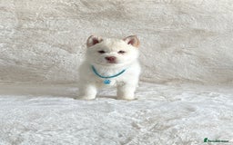Chow Chow dogs for sale: Exotic colour chowsky puppies for sale  - Image 25