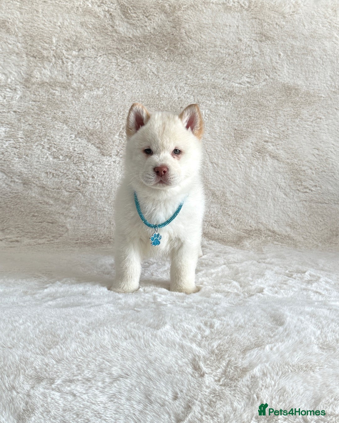 Chow Chow dogs for sale: Exotic colour chowsky puppies for sale  - Image 25