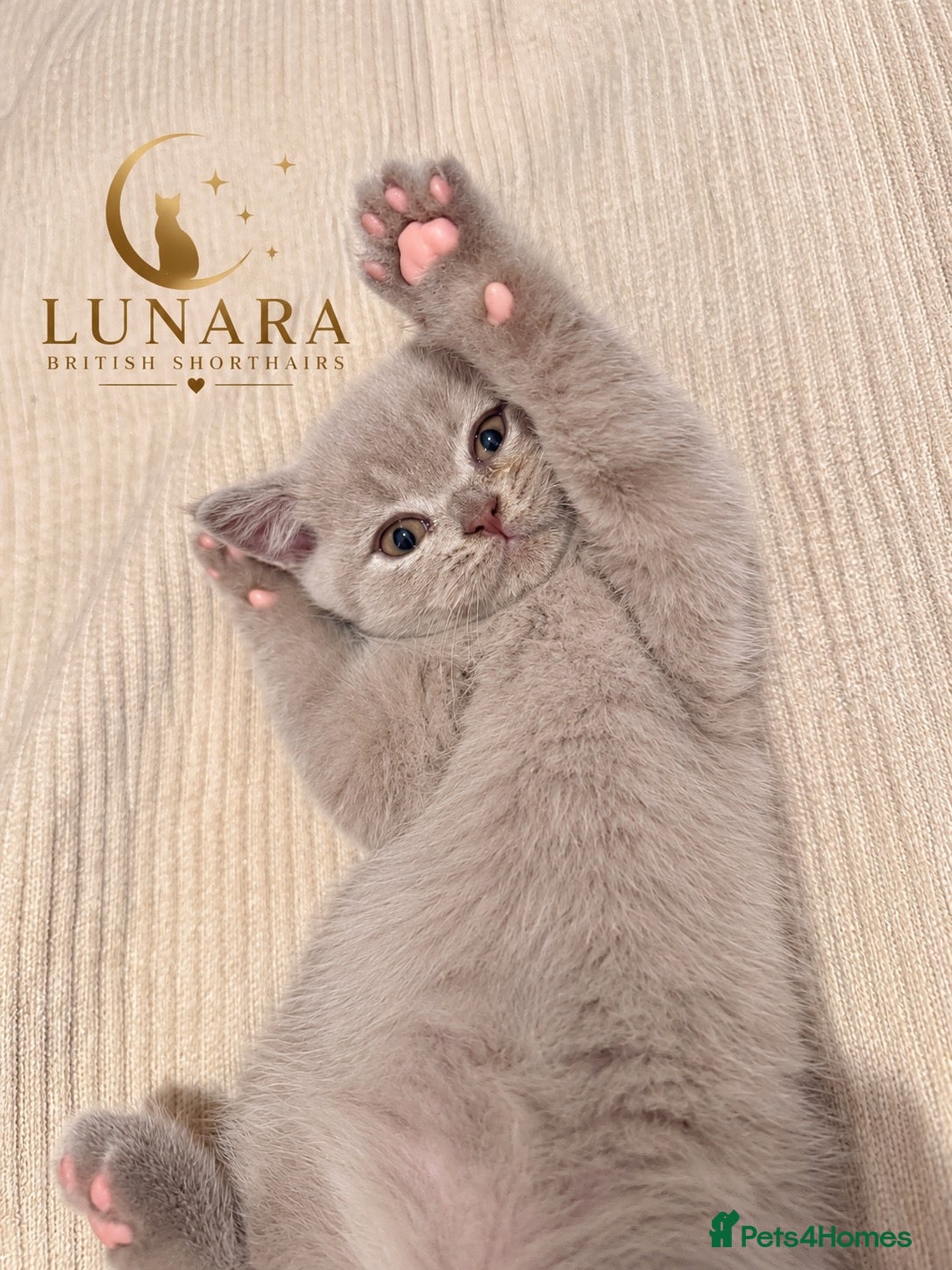 British Shorthair cats for sale: Supreme Champion Line British Shorthair Kittens - Advert 2