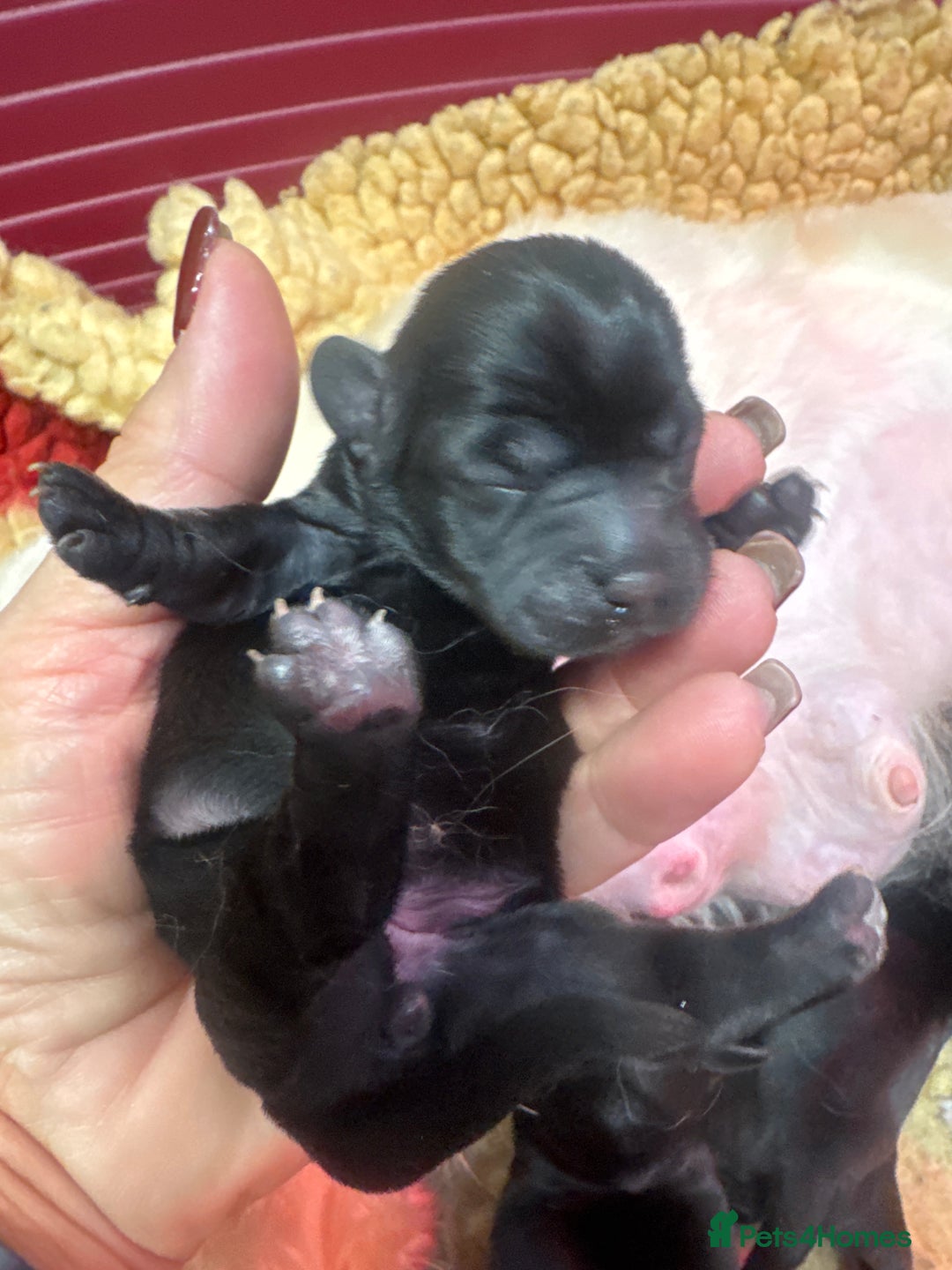 Mixed Breed dogs for sale: Schweenies  - Advert 14