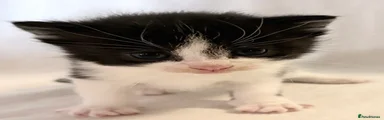 Messy Tux Kitten