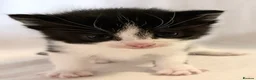 Domestic Shorthair cats for sale: Domestic SH kittens for reserve ₍^. .^₎⟆ - Advert 6
