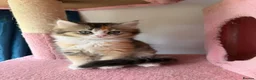 British Longhair cats for sale: 5 kittens ready for new family negotiate available - Advert 19