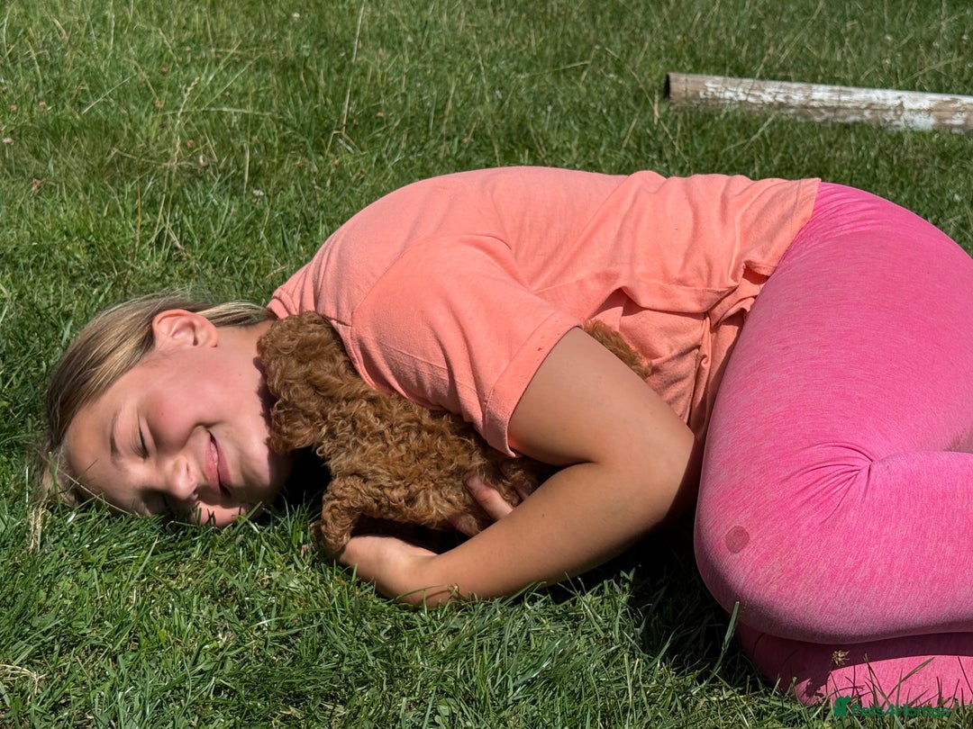 Toy Poodle dogs for sale: Miniature toy poodles - Image 11