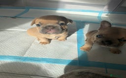French Bulldog dogs for sale: French bulldog puppies - Image 3