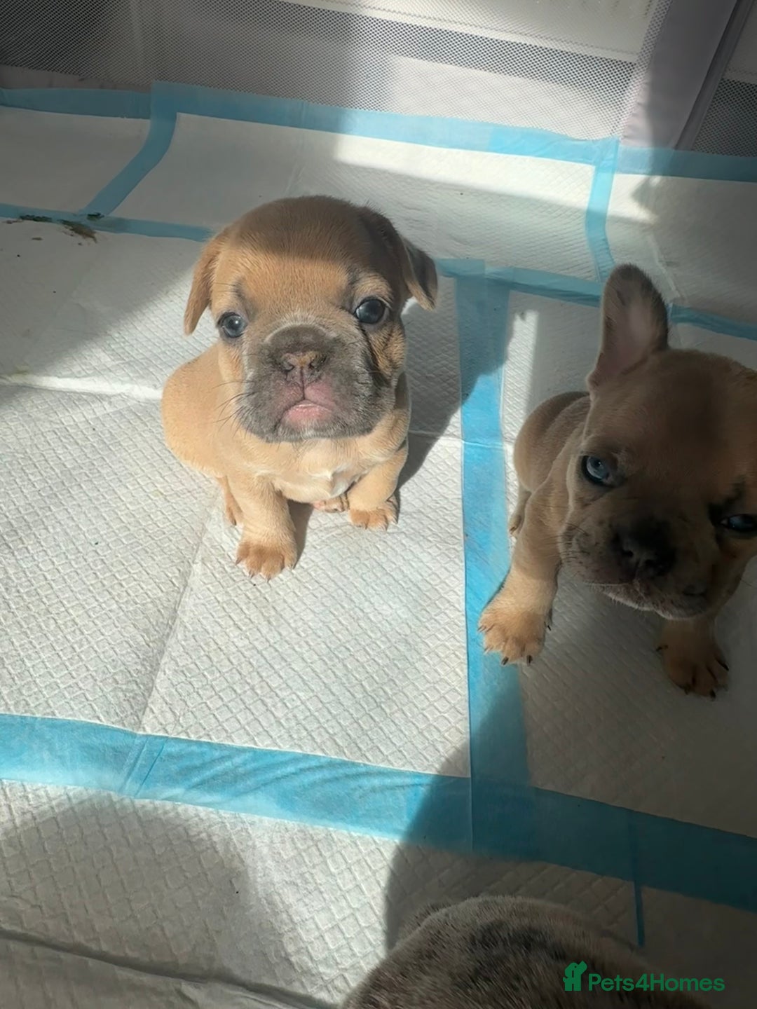 French Bulldog dogs for sale: French bulldog puppies - Image 3
