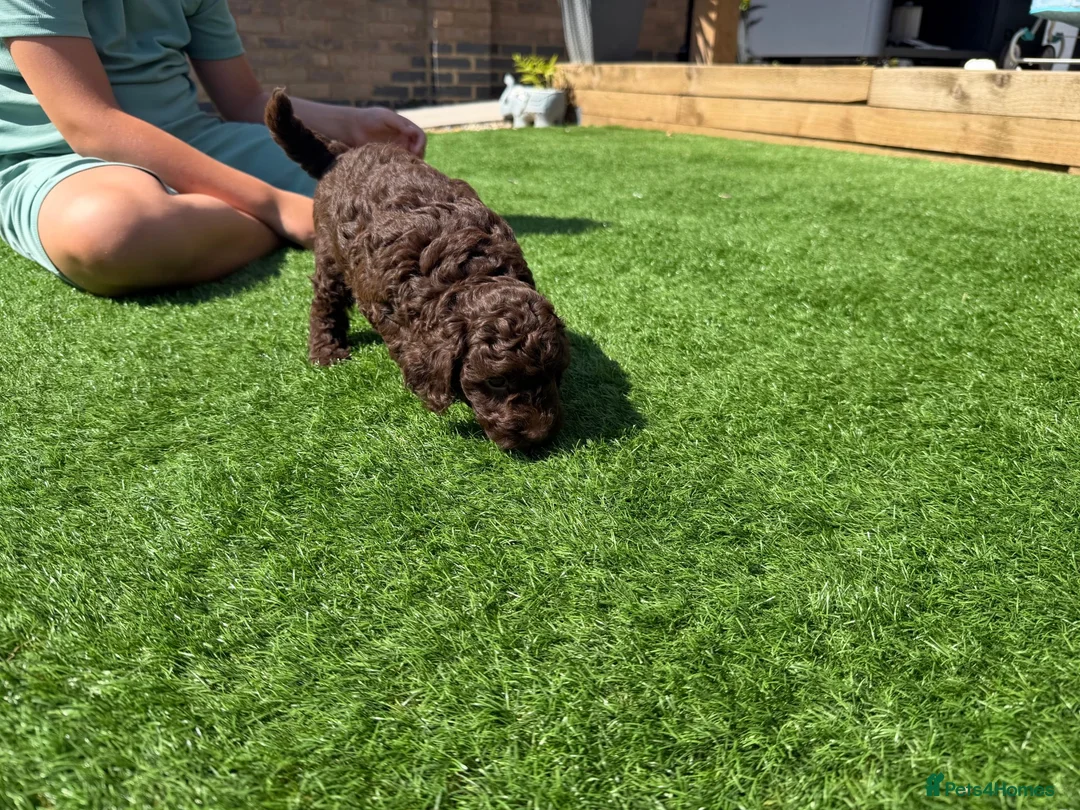 Cockapoo dogs for sale: Single Brown Puppy in Leighton Buzzard - Advert 9