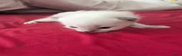 Ragdoll cats for sale: 6 beautiful ragdoll kittens  - Advert 10