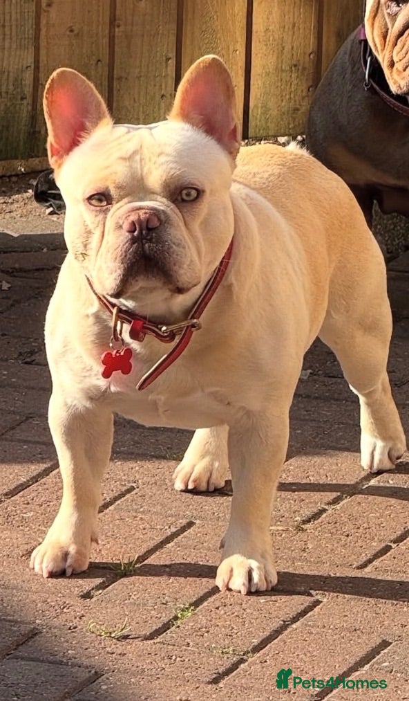 French Bulldog dogs French Bulldog Stud  - Advert 1