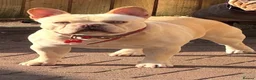 French Bulldog dogs for stud: French Bulldog Stud  - Advert 1