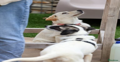 Mixed Breed dogs - Advert 8