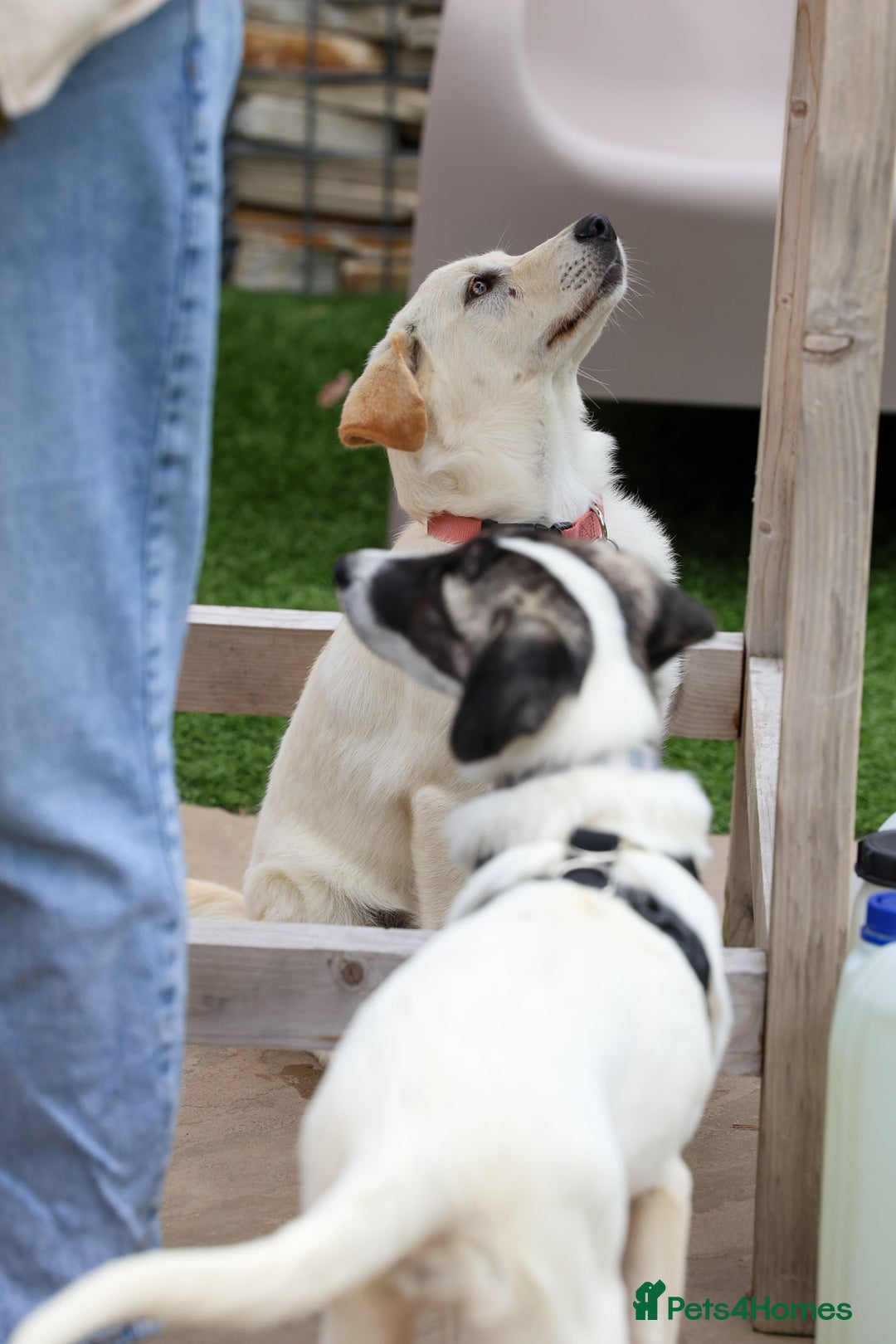 Mixed Breed dogs for adoption: Cuddly Crumble - Image 2