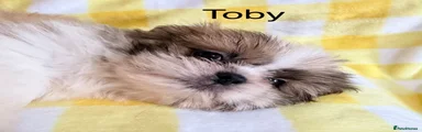Toby
