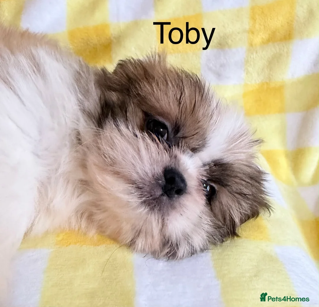 Shih Tzu dogs for sale: Beautiful Shih Tzu puppies  - Advert 15