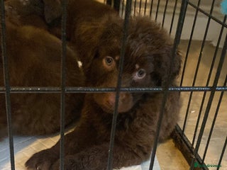 Mixed Breed dogs Beautiful Puppies – ONLY 3 LEFT!!! - Advert 15