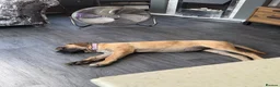 Mixed Breed dogs for sale: Old English mastiff still available  - Advert 3