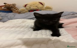 Mixed Breed cats for sale: 3/4 Russian blue kittens  - Image 5