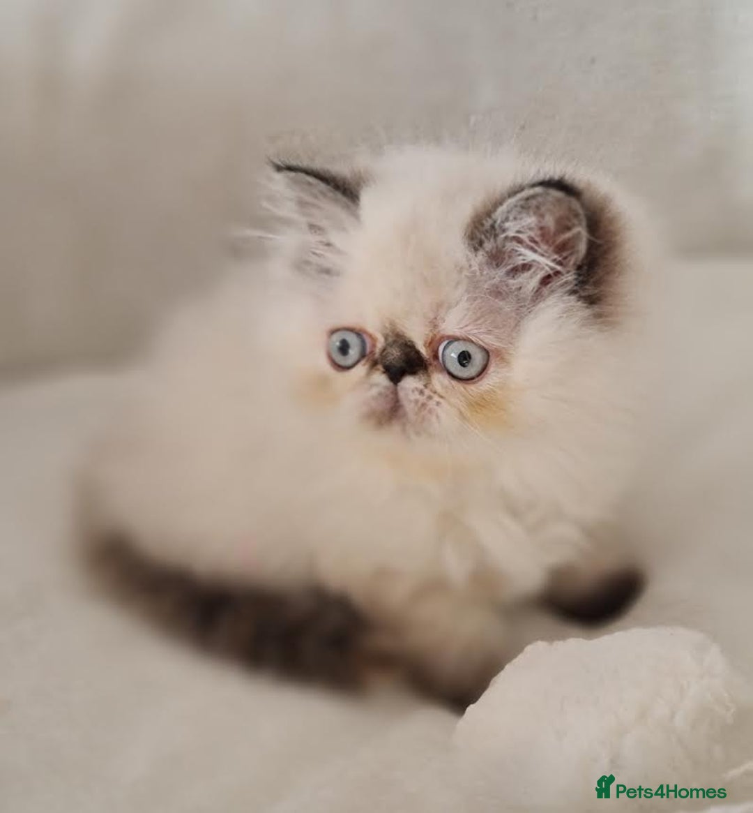 Persian cats for sale: Persian Kittens - Advert 11