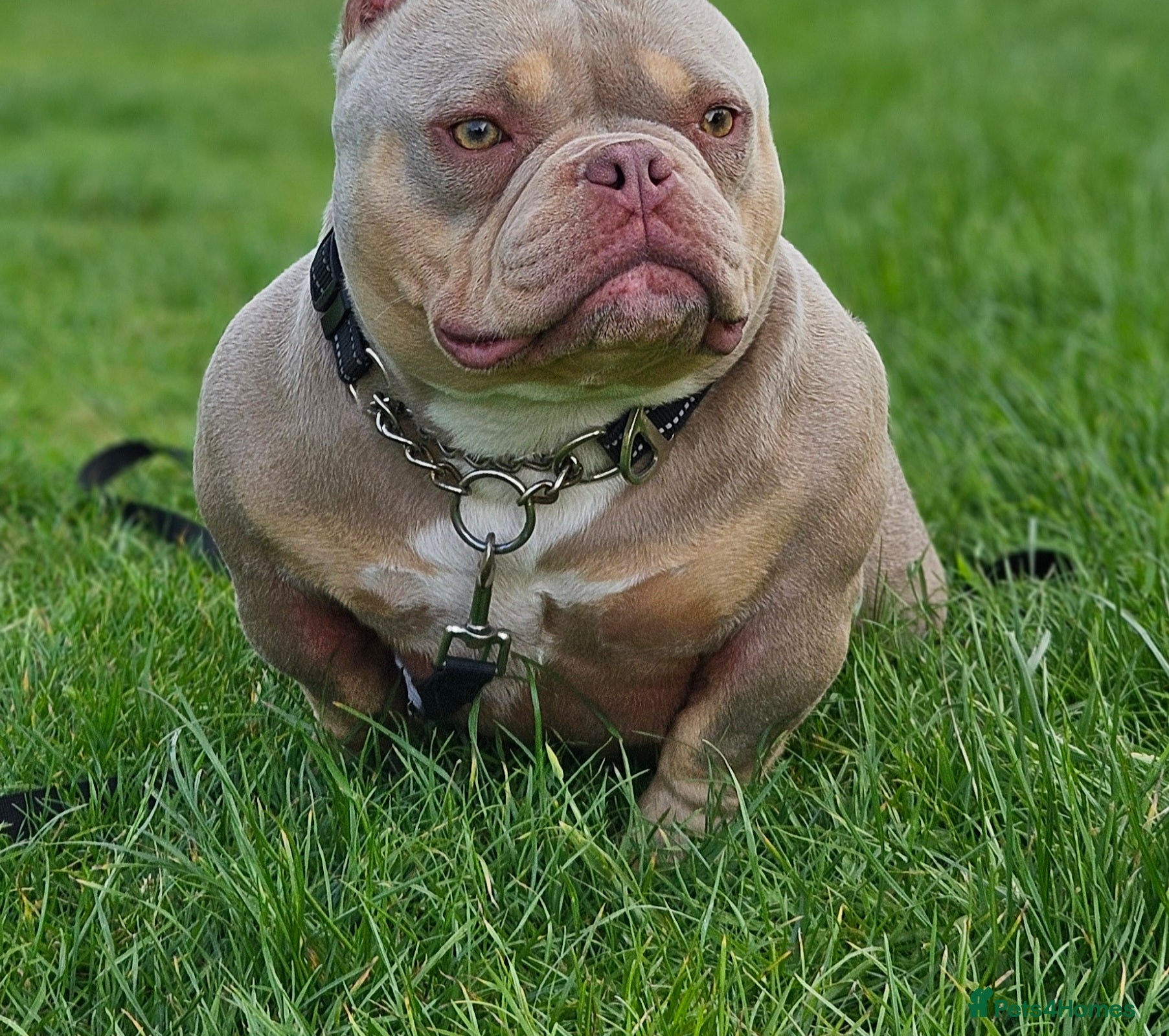 American Bully dogs Exotic Bully - Advert 1