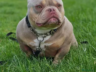 American Bully dogs Exotic Bully - Advert 13