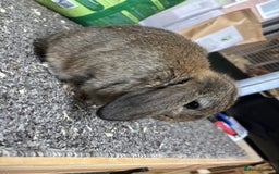 Mini Lop rabbits for sale: Pedigree Minilop babies for sale  - Image 8