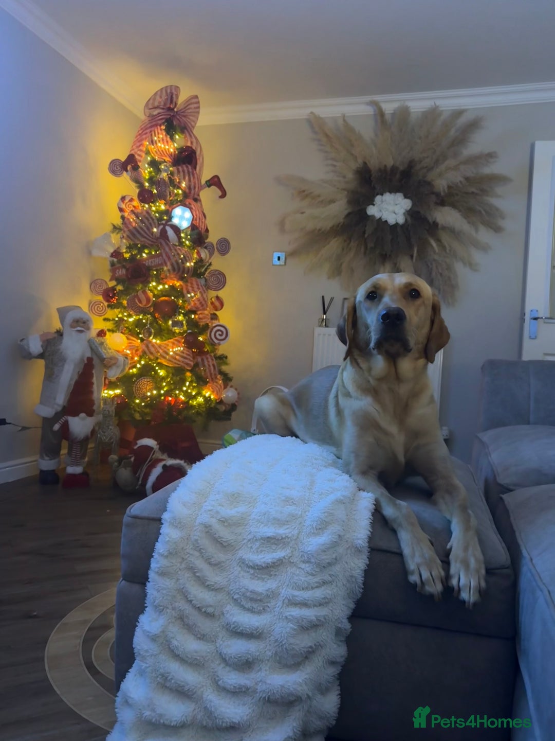 Labrador Retriever dogs for sale: (REDUCED) KC registered Labradors  - Advert 14