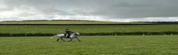 Appaloosa horses for sale: All rounder pony - Advert 4