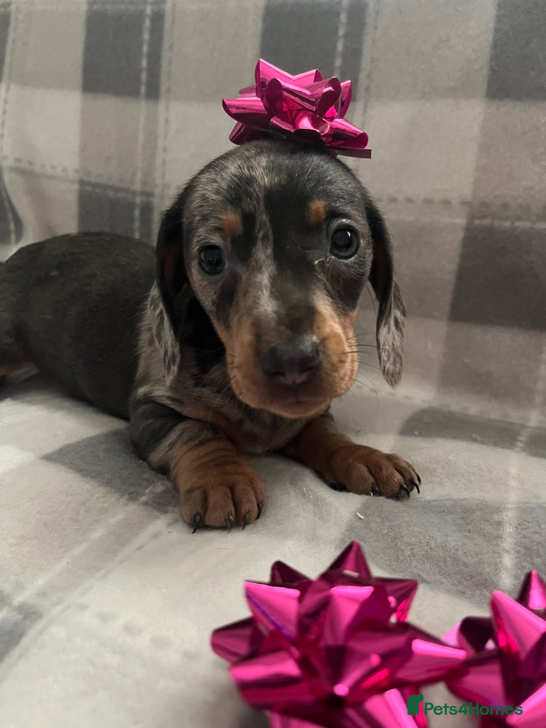 Dachshund dogs for sale: Beautiful rainbow 🌈🌈 litter 💙🩷 - Image 5