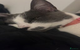 Domestic Shorthair cats for sale: Amethyst  - Image 1