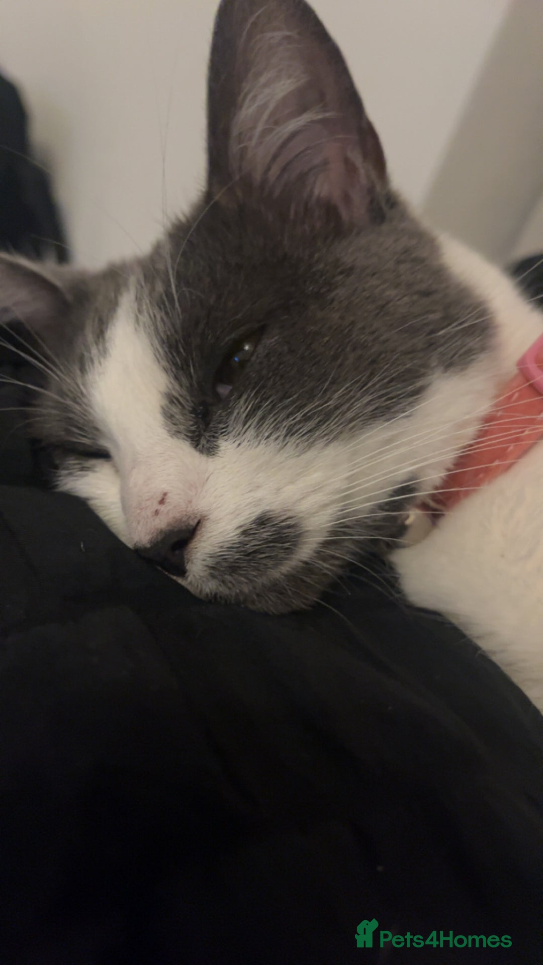 Domestic Shorthair cats for sale: Amethyst  - Image 1