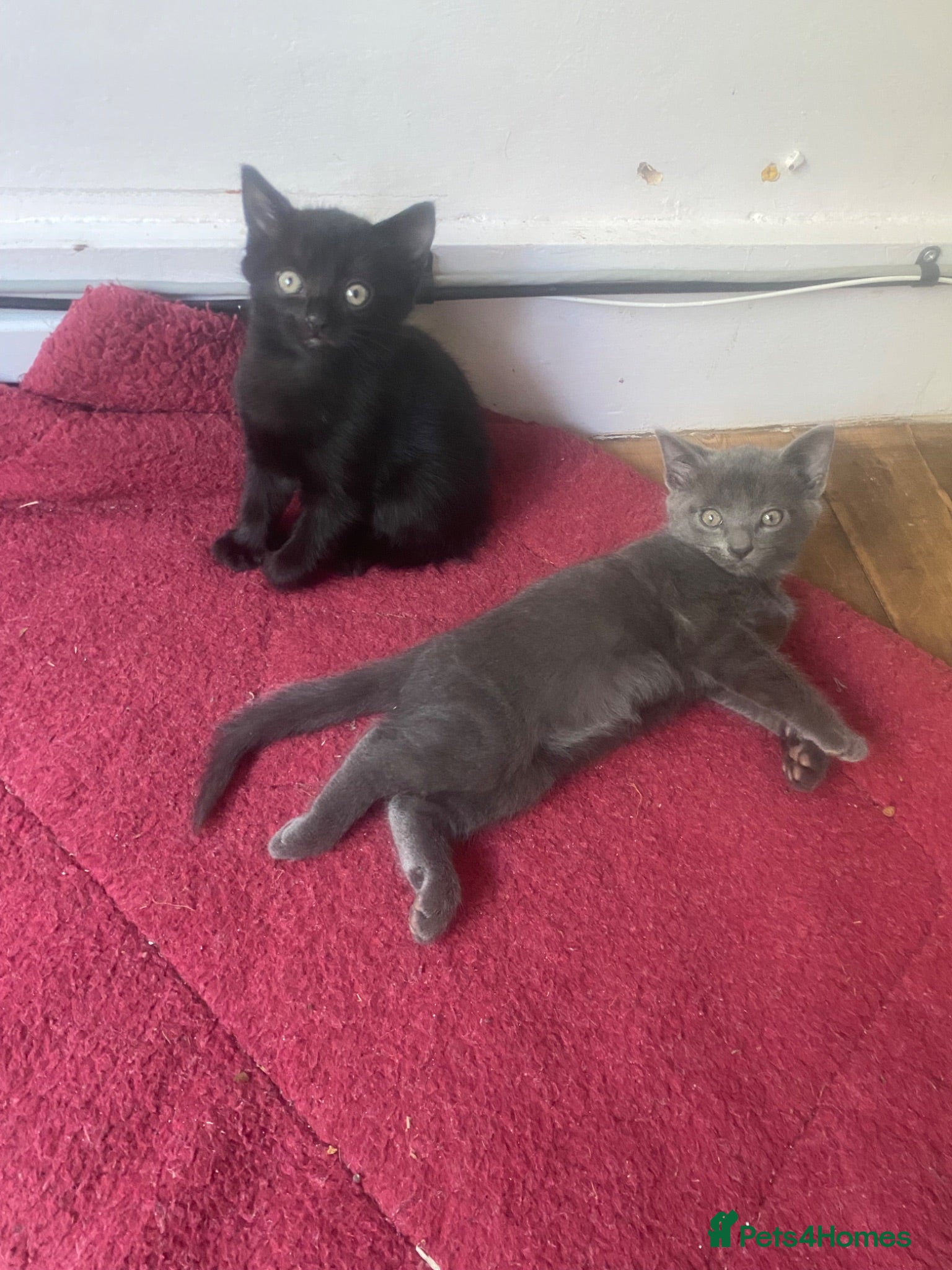 Mixed Breed cats Gorgeous Silver and Black Tabbies Ready Now.  - Advert 4