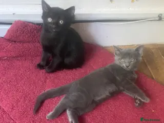 Mixed Breed cats Gorgeous Silver and Black Tabbies Ready Now. - Advert 4