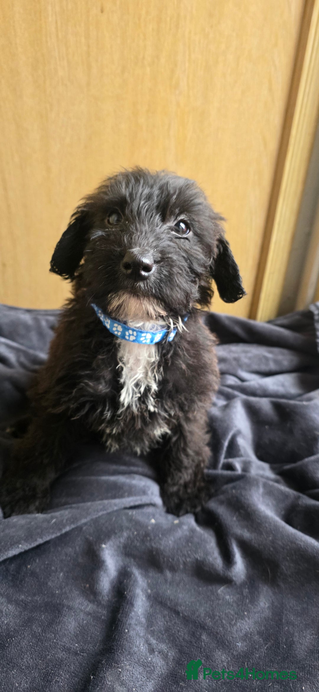 Irish Terrier dogs for sale: Five puppies for sale  - Advert 5