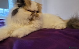 Persian cats for sale: Beautiful Persian Queen for Loving forever home - Image 5
