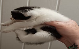 Mixed Breed cats for sale: 5 kittens  - Image 6