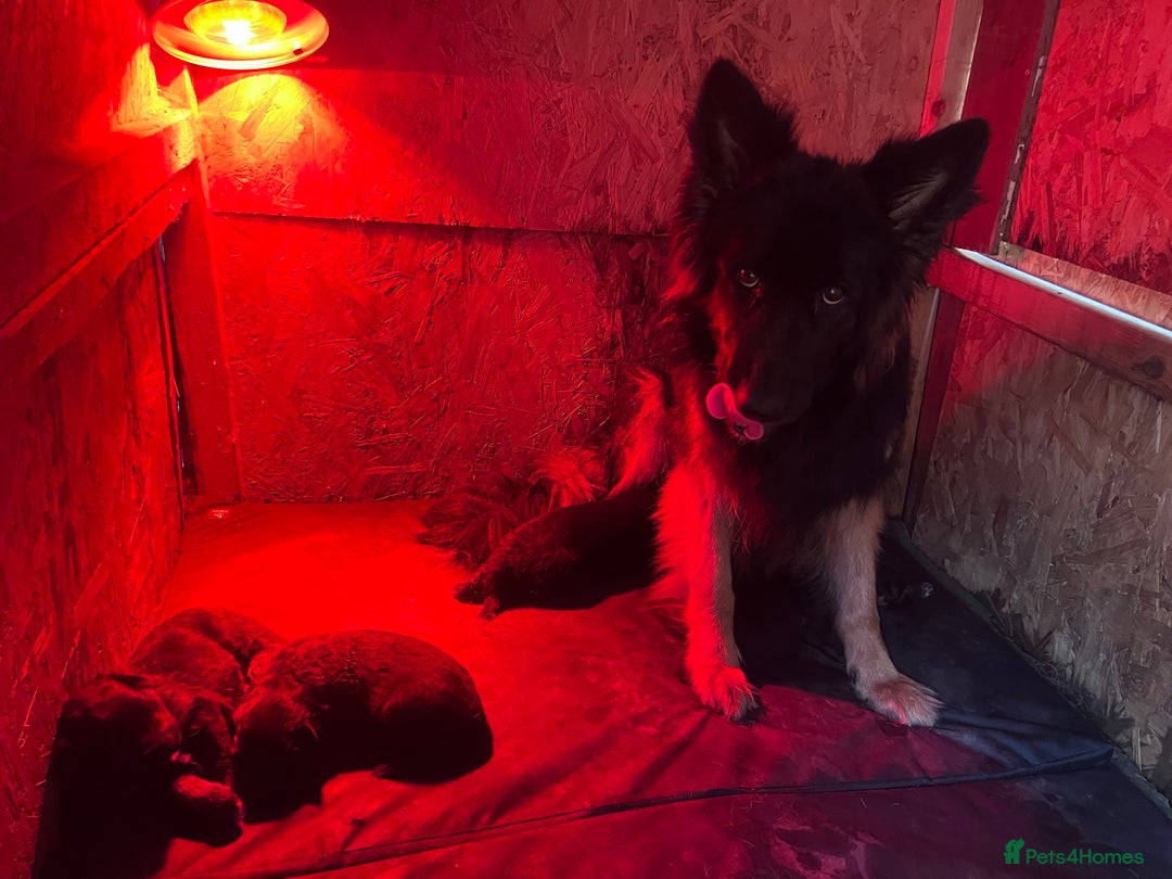 German Shepherd dogs for sale: 7 German Shepherd puppies  - Advert 5