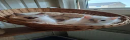 Birman cats for sale: Beautiful Birman kittens - Advert 6