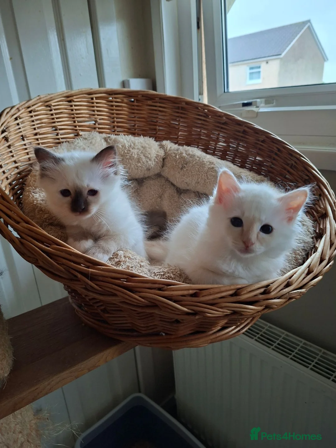 Birman cats for sale: Beautiful Birman kittens - Advert 6