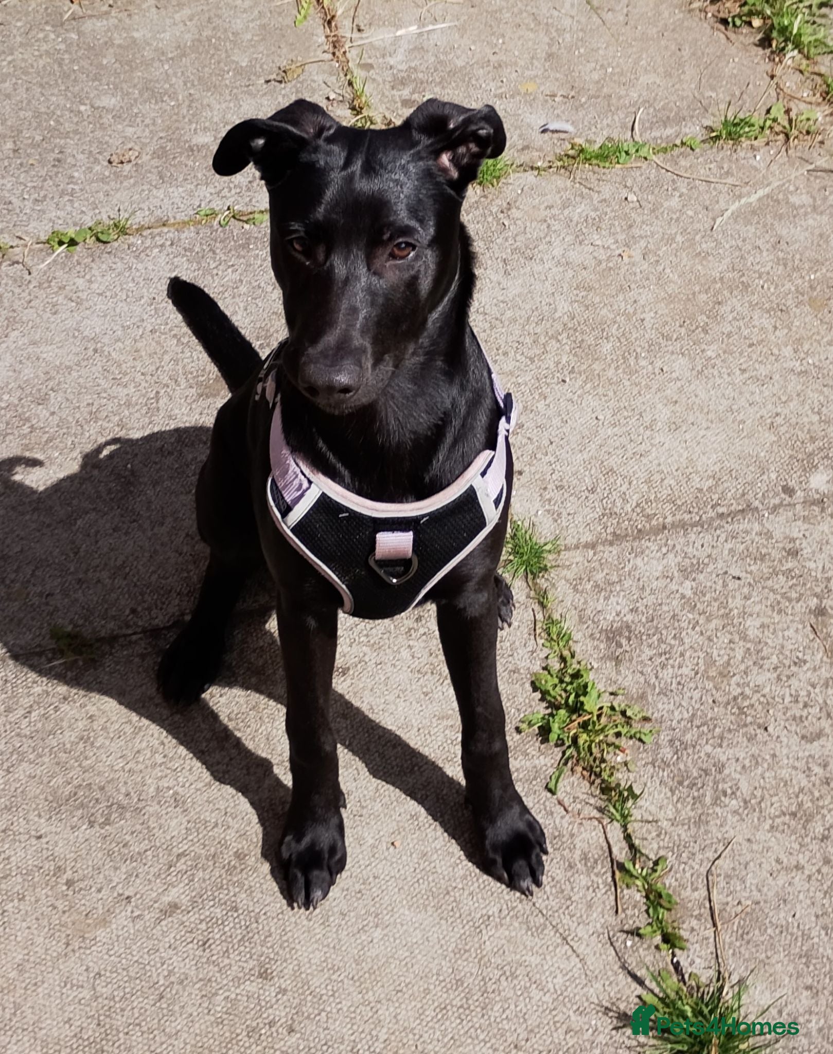 Mixed Breed dogs 6 month old Mallinois cross puppy. - Advert 1