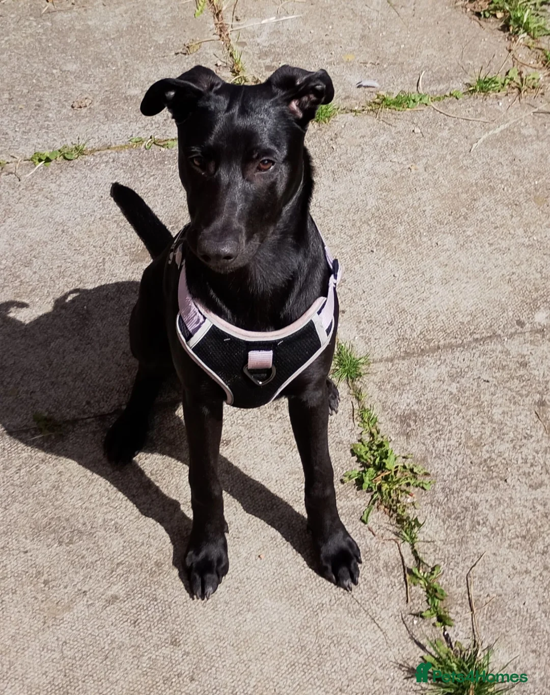 Mixed Breed dogs for adoption: 6 month old Mallinois cross puppy. - Advert 1
