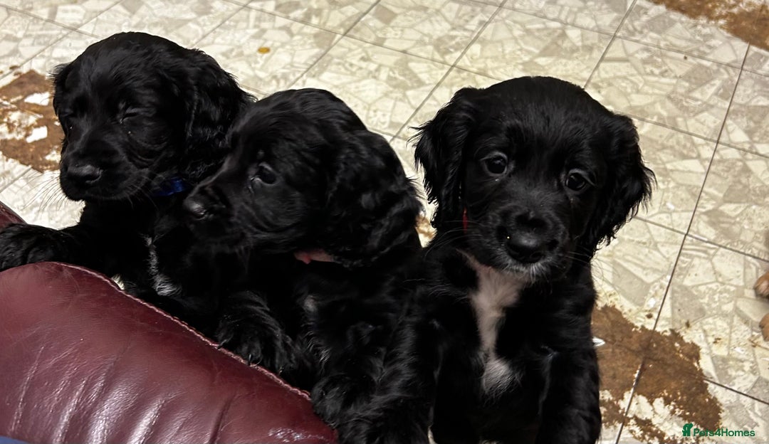 Cocker Spaniel dogs for sale: ✨ Cuddles Await from our Cocker Spaniel Pups  - Advert 20